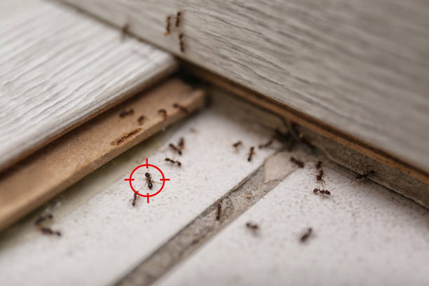 Best Ant Control Services  in Tallmadge, OH