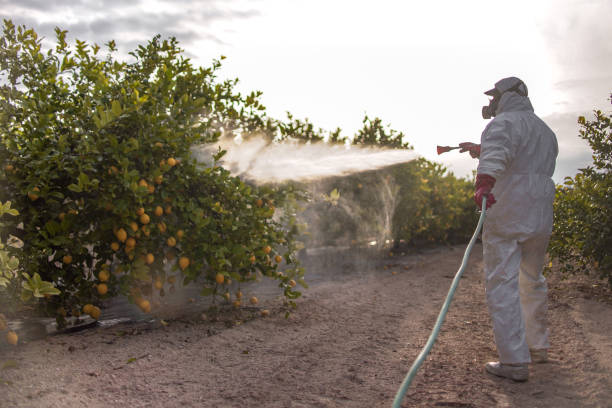 Wasp Removal Services in Tallmadge, OH