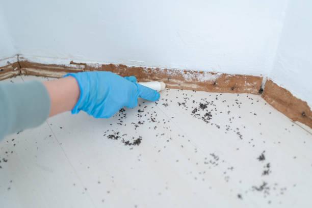Best Termite Control Services  in Tallmadge, OH